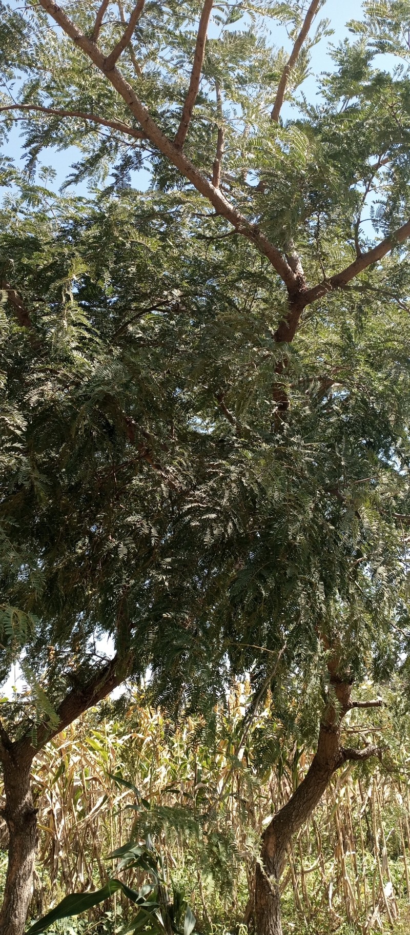 Albizia chevalieri photo 2