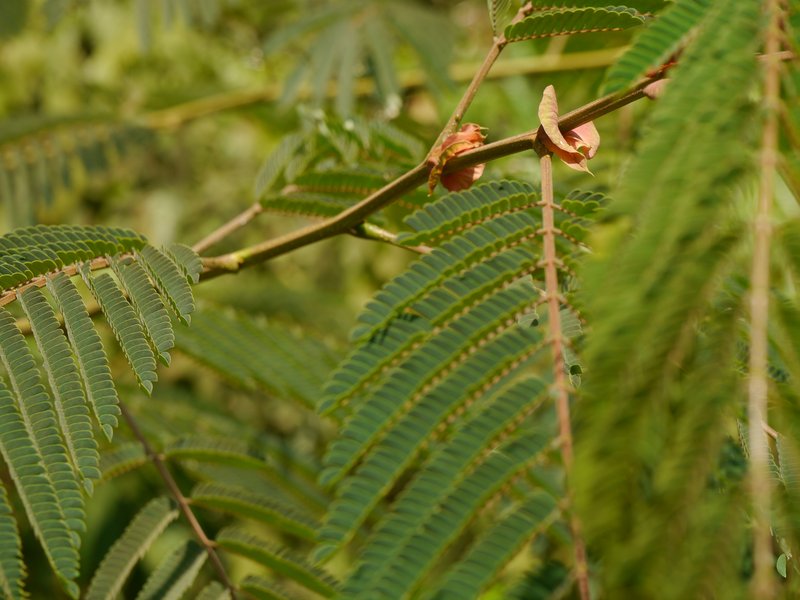 Chinese Albizia photo 2