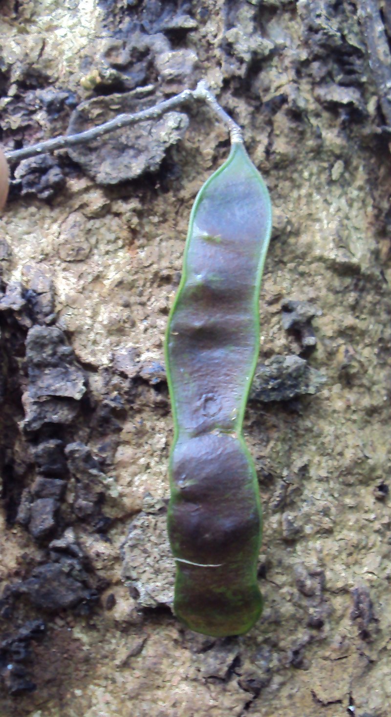 Chinese Albizia photo 3