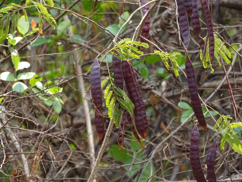 Chinese Albizia photo 4
