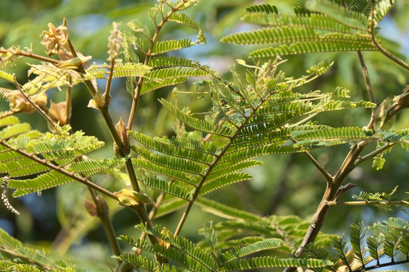 Chinese Albizia photo 5