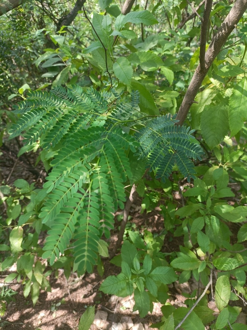 Chinese Albizia photo 6