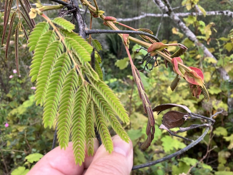 Chinese Albizia photo 7