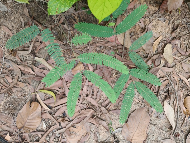 Chinese Albizia photo 8