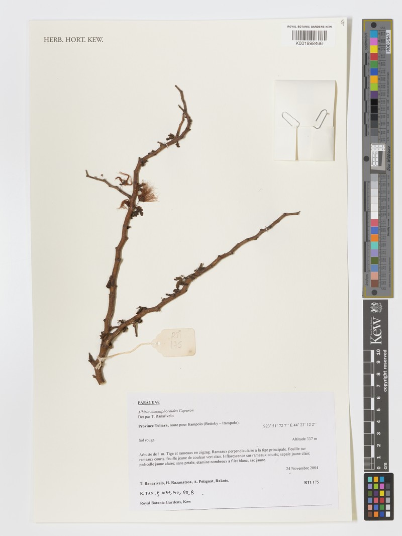Albizia commiphoroides