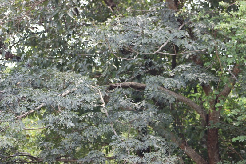 Albizia coriaria