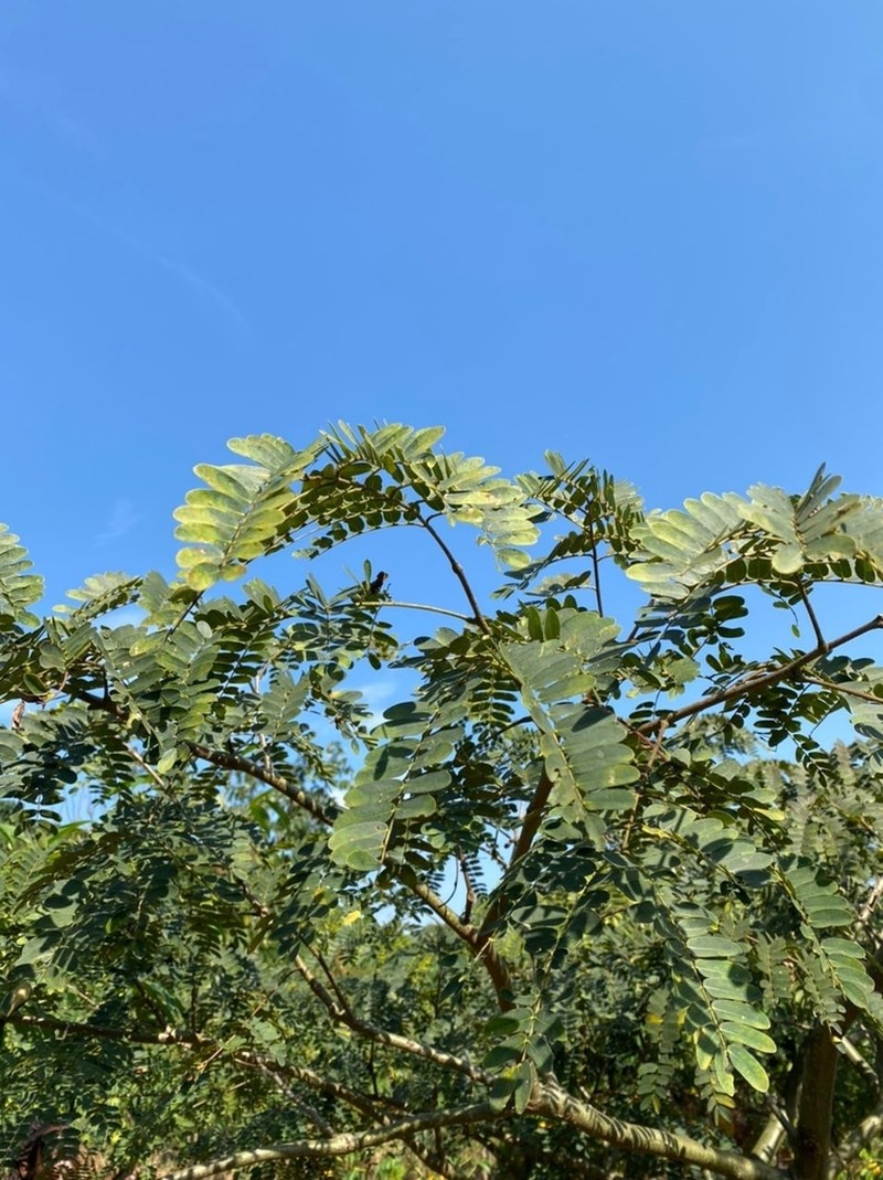 Albizia coriaria photo 2