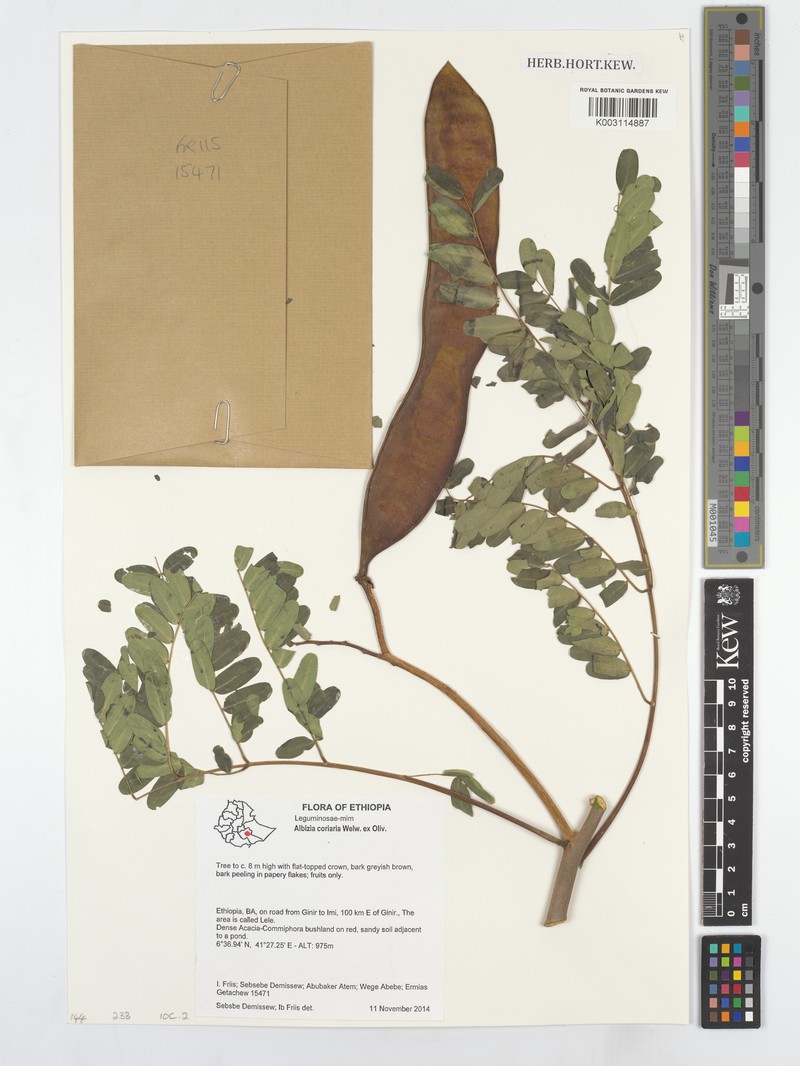 Albizia coriaria photo 3