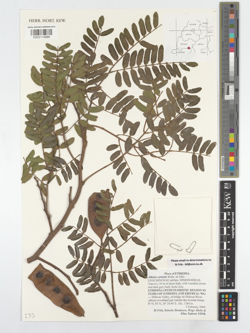 Albizia coriaria photo 4
