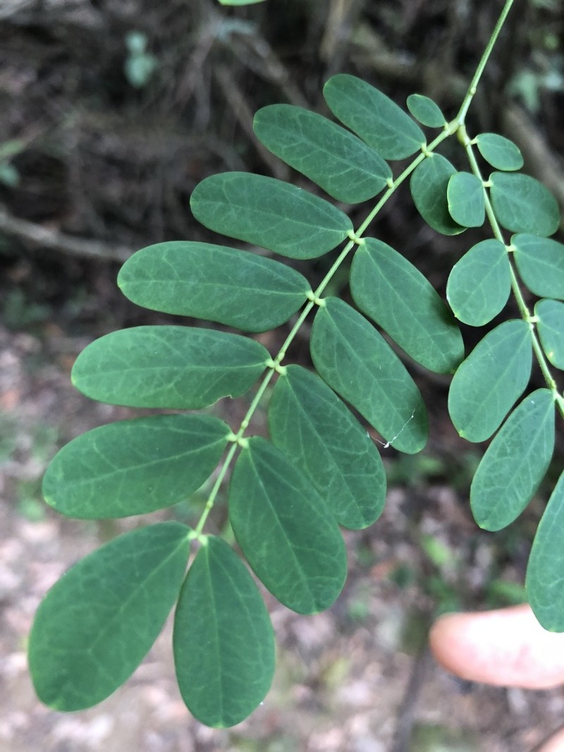 Albizia corniculata photo 2
