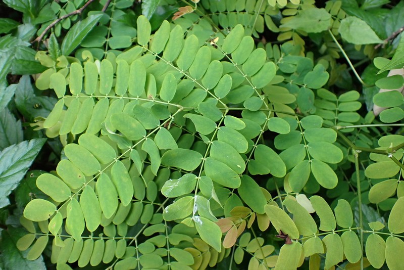 Albizia corniculata photo 3