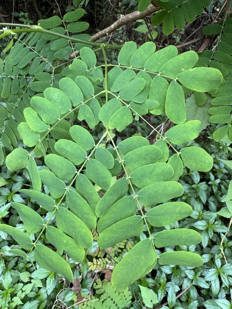 Albizia corniculata photo 4