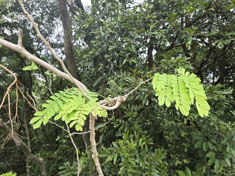 Albizia corniculata photo 5