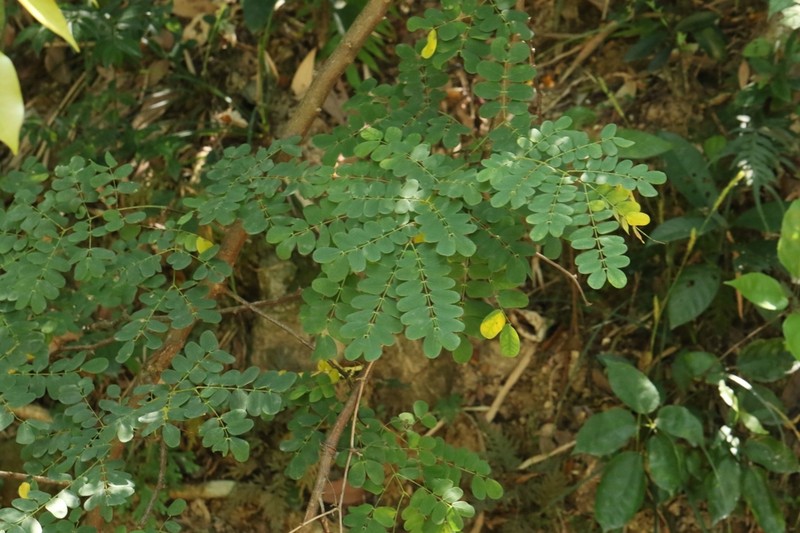 Albizia corniculata photo 6