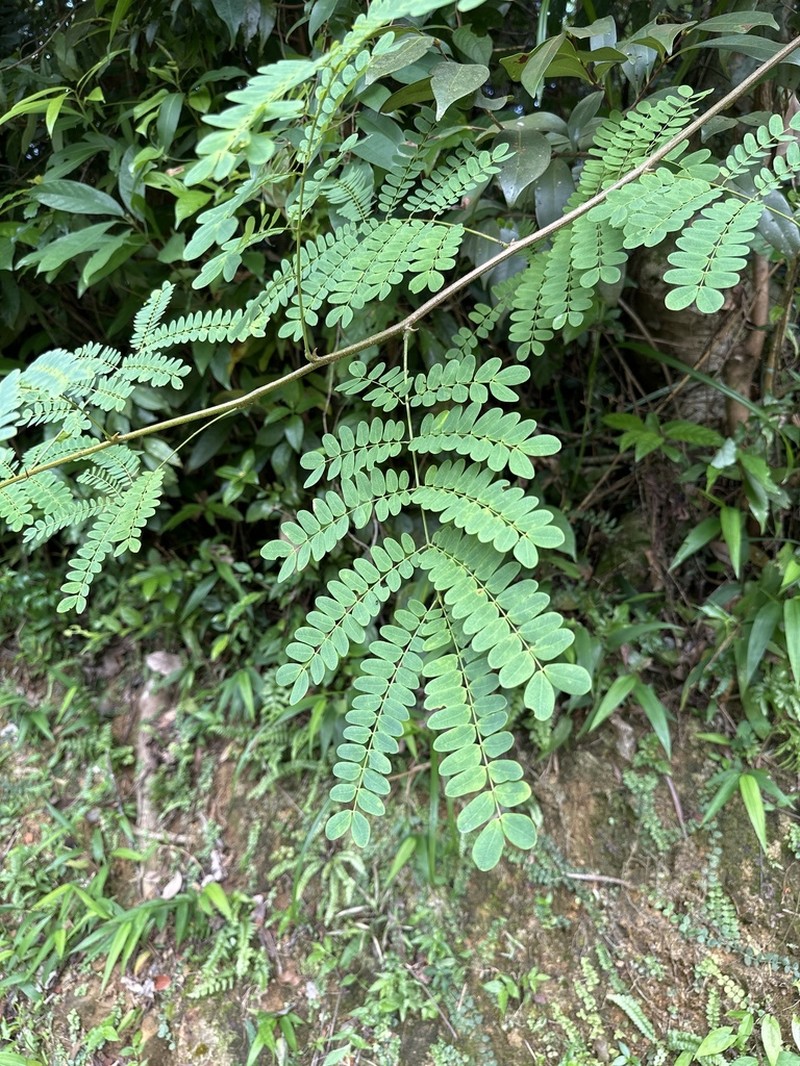Albizia corniculata photo 7