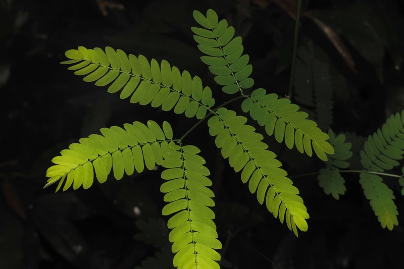 Albizia corniculata photo 8
