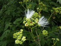 Albizia crassiramea
