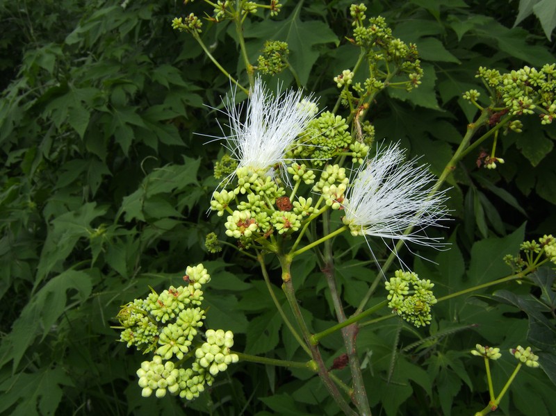 Albizia crassiramea
