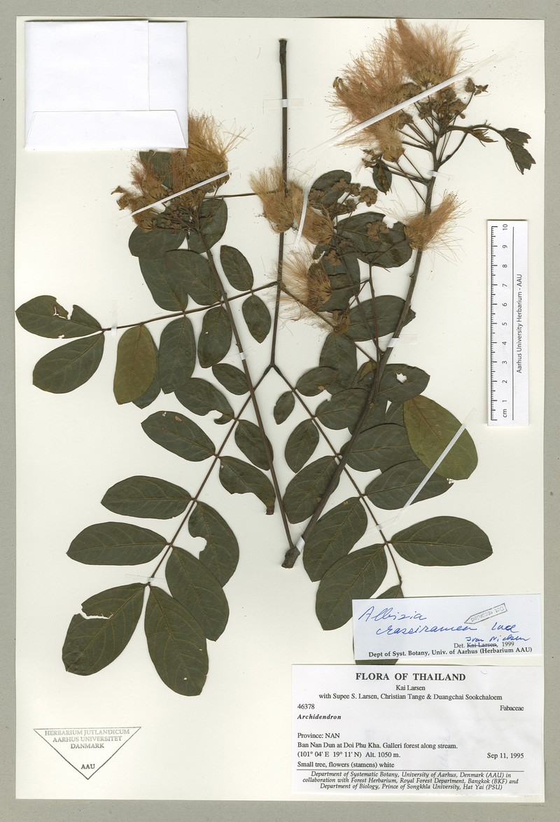 Albizia crassiramea photo 3