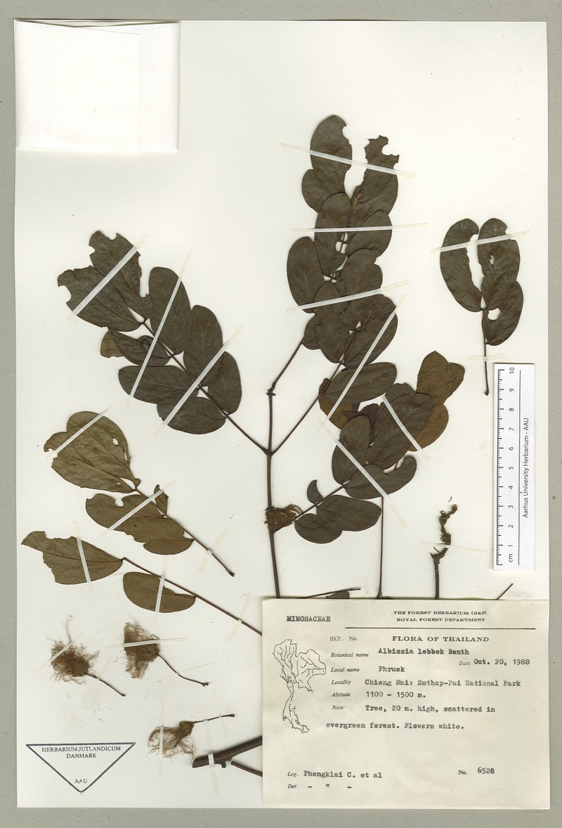 Albizia crassiramea photo 4