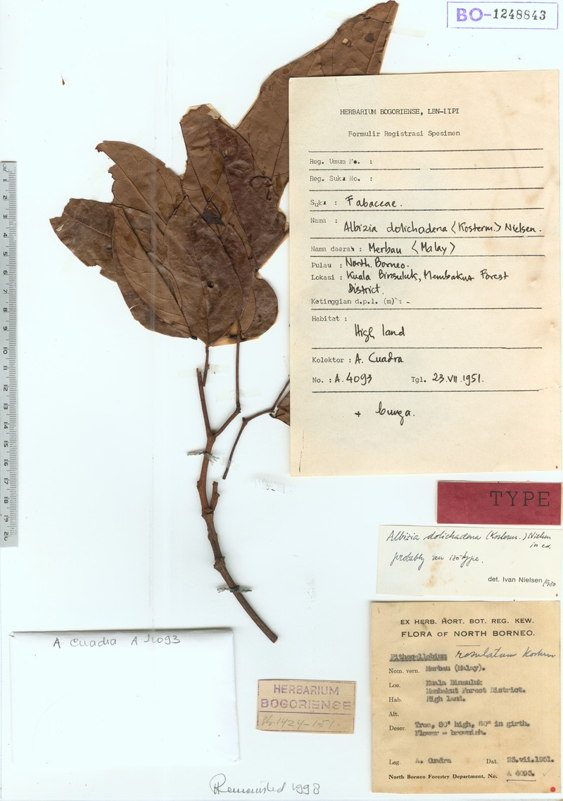 Albizia dolichadena