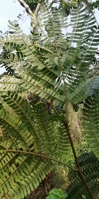 Albizia