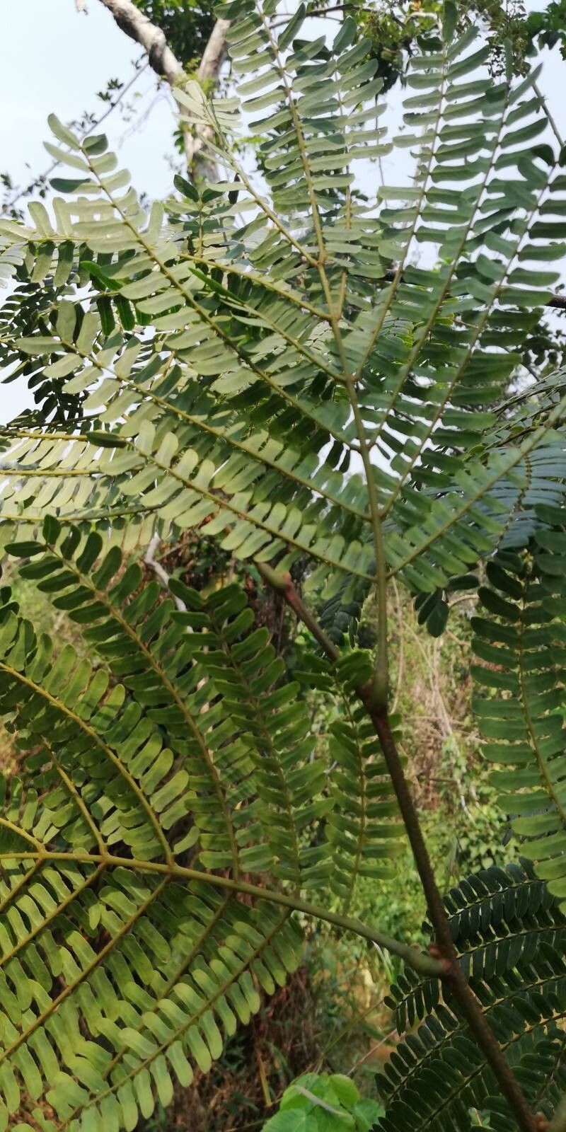 Albizia