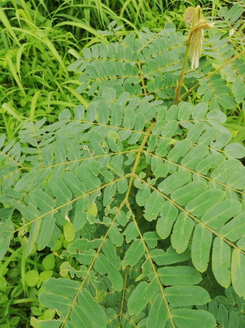 Albizia photo 2