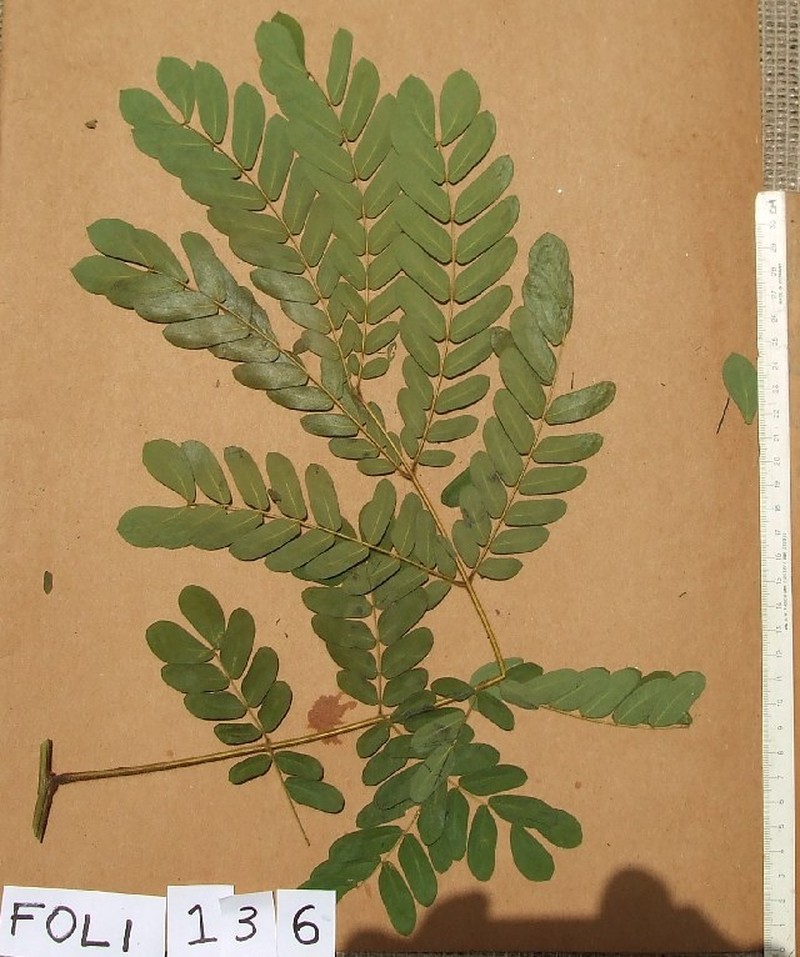 Albizia photo 4