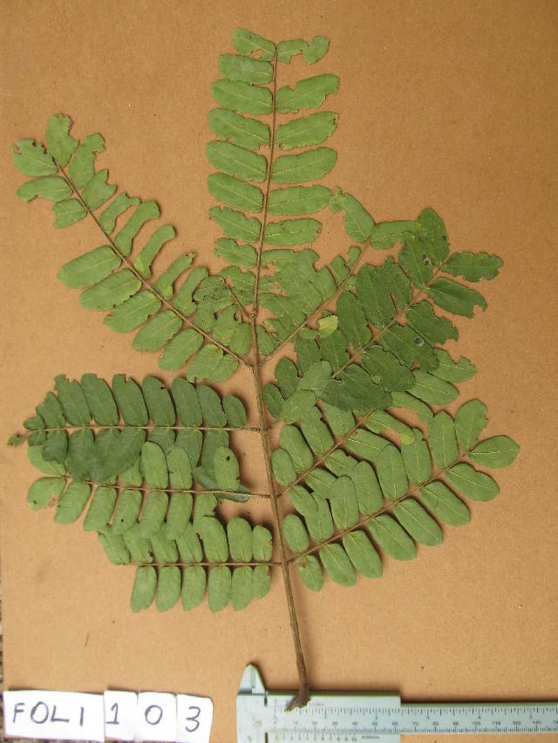 Albizia photo 5