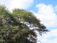 Albizia forbesii