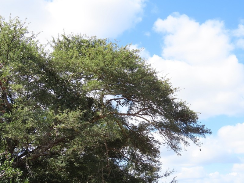 Albizia forbesii