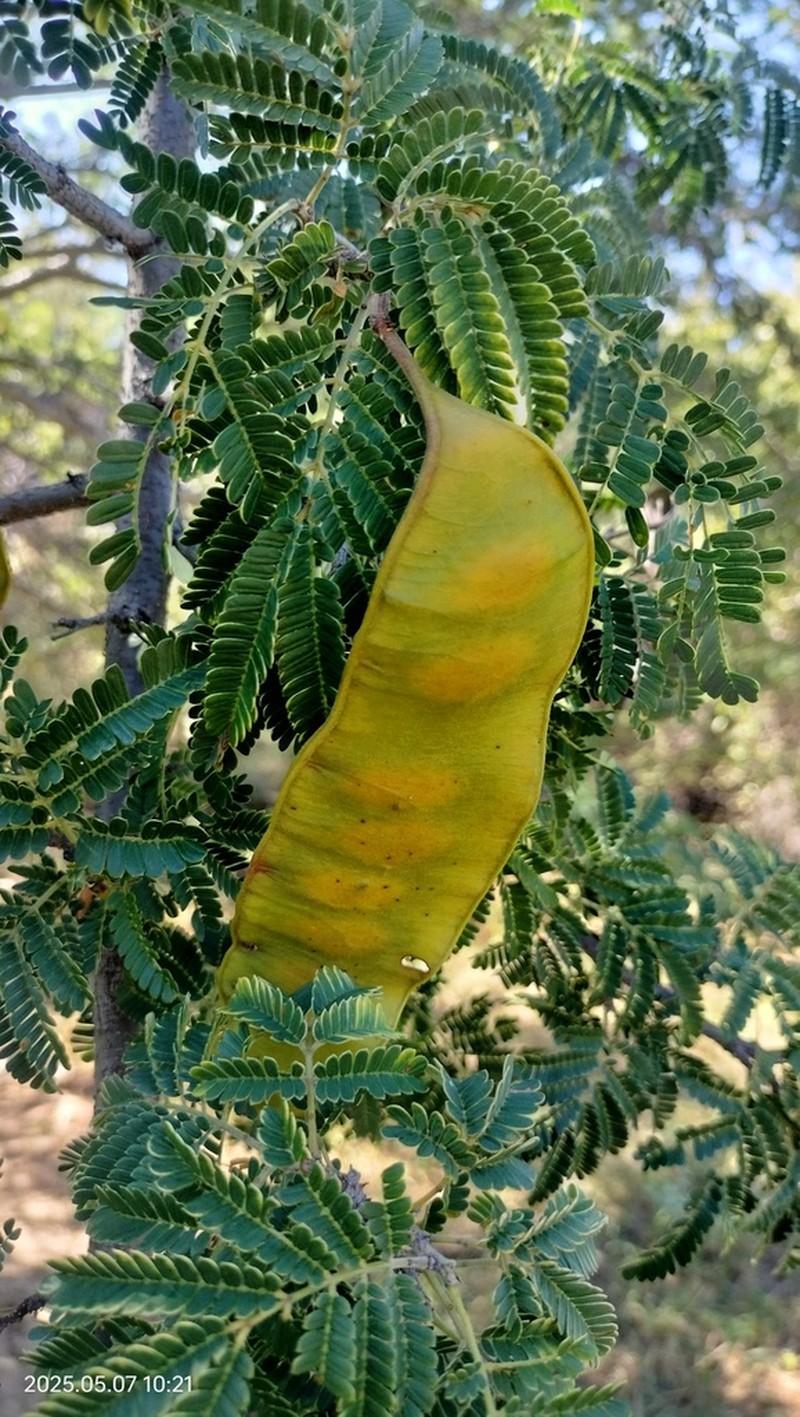 Albizia forbesii photo 2