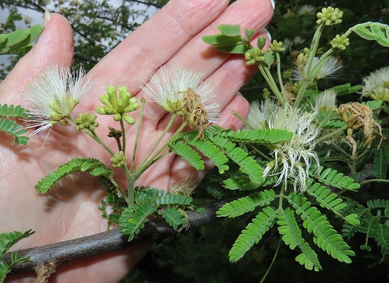 Albizia forbesii photo 3