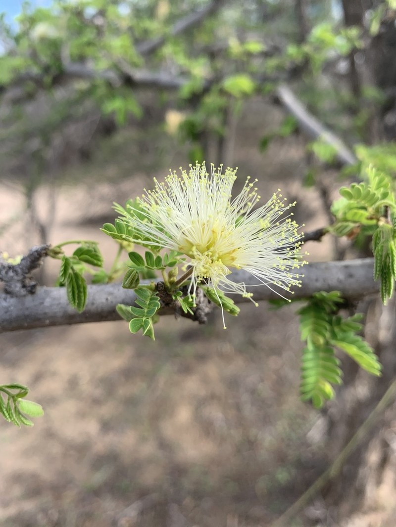Albizia forbesii photo 4