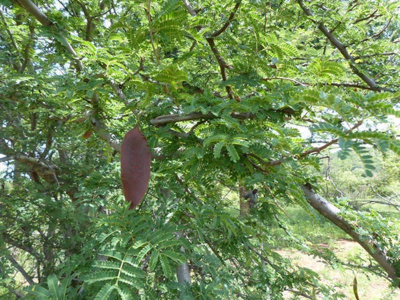 Albizia forbesii photo 5