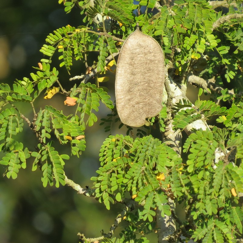 Albizia forbesii photo 6