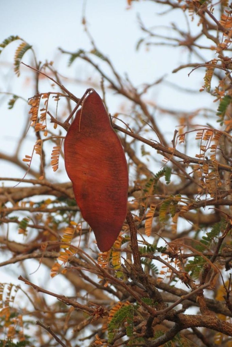 Albizia forbesii photo 8