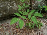 Albizia glaberrima