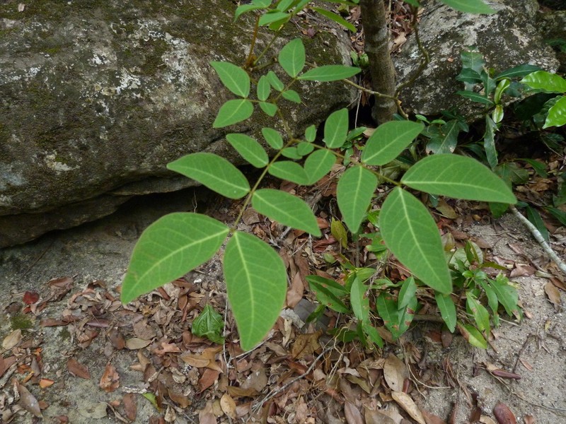 Albizia glaberrima