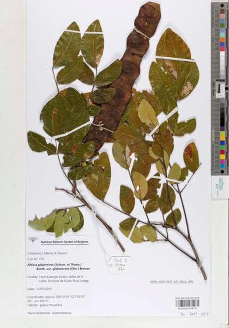 Albizia glaberrima photo 5