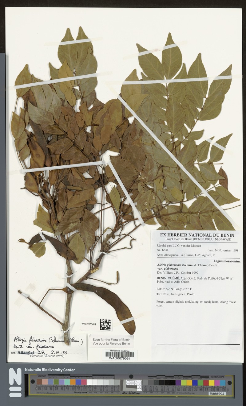 Albizia glaberrima var. glaberrima
