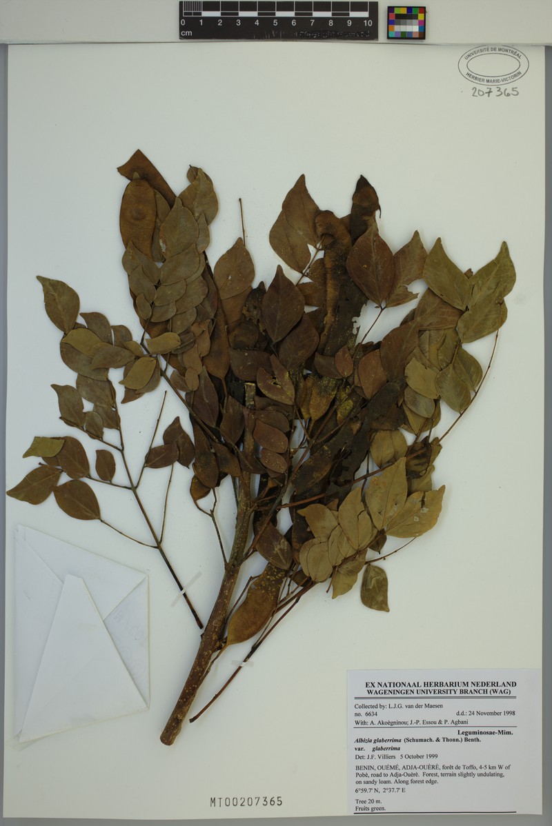 Albizia glaberrima var. glaberrima photo 2