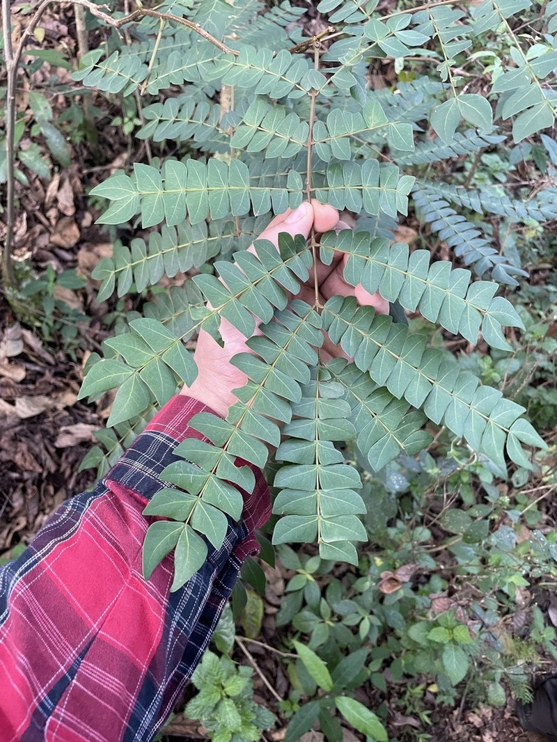 Albizia grandibracteata