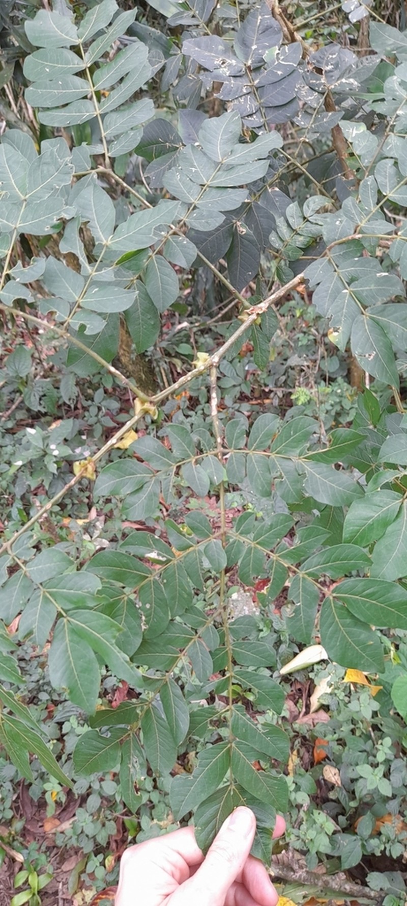 Albizia grandibracteata photo 2