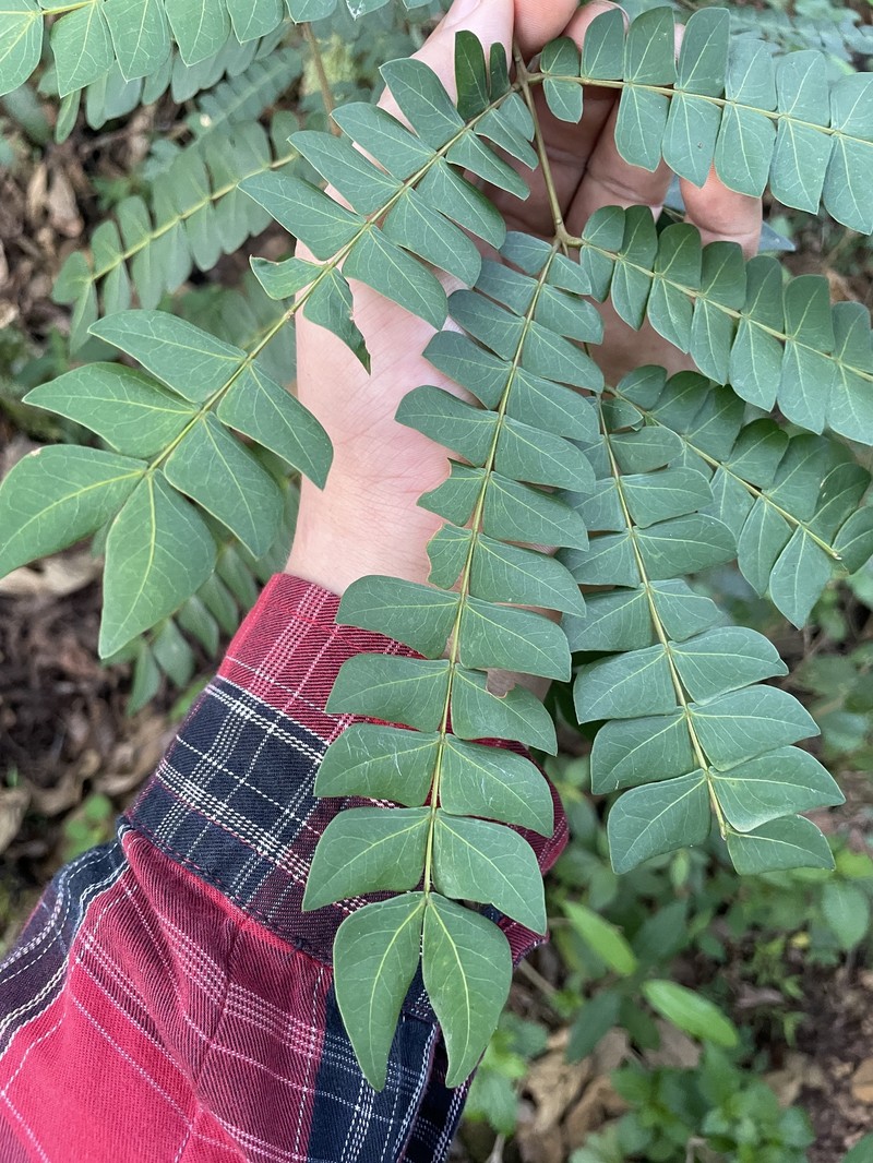 Albizia grandibracteata photo 3