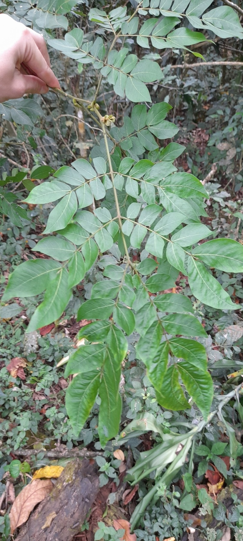 Albizia grandibracteata photo 4