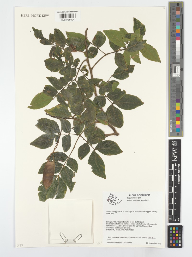 Albizia grandibracteata photo 5