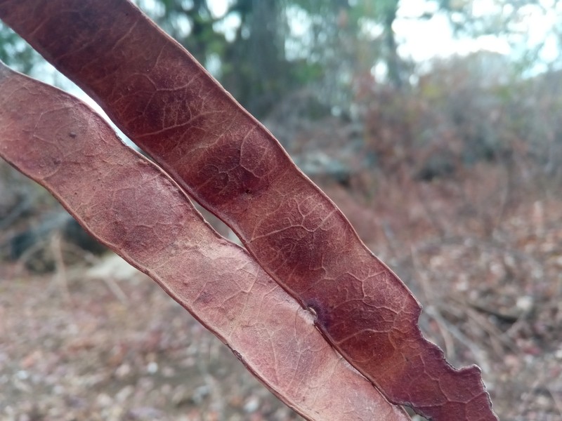 Albizia greveana photo 2