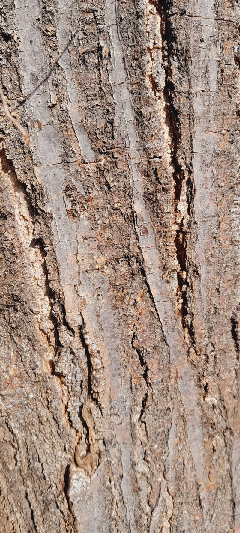 Albizia greveana photo 4